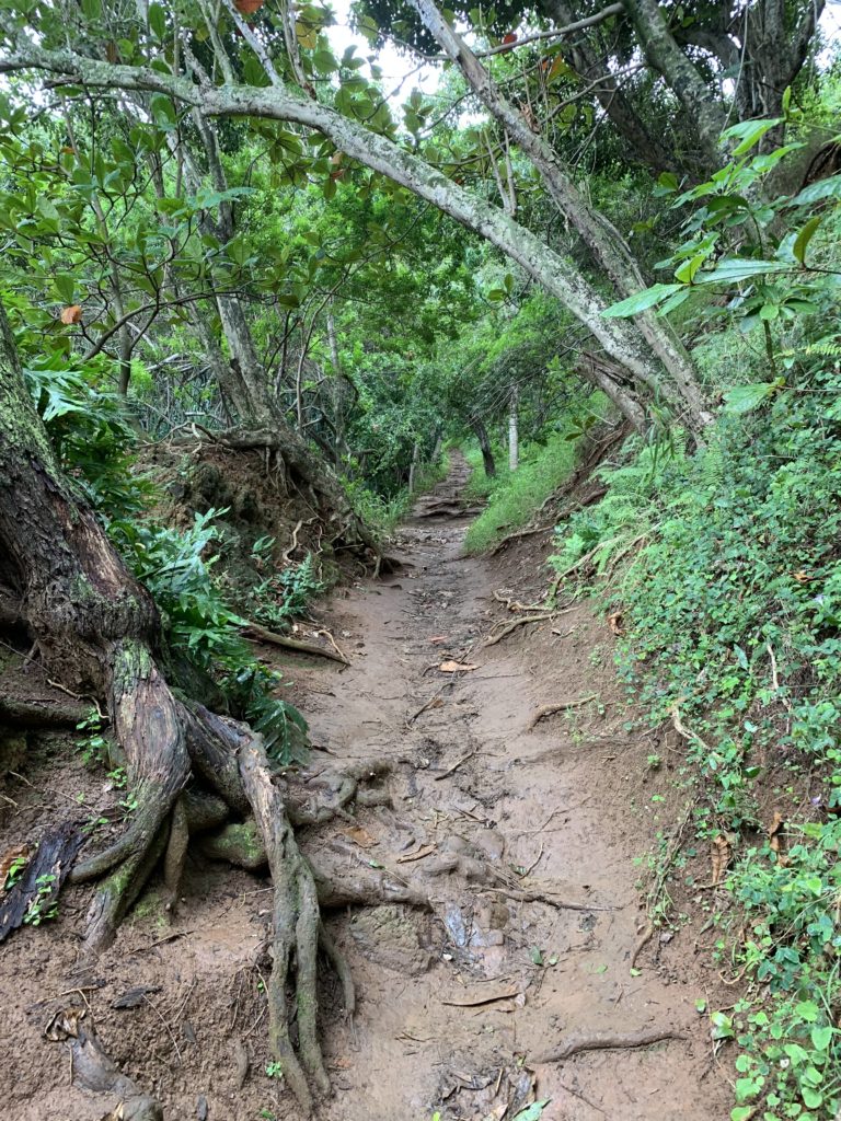 Kauapea_Beach_Muddy_Path