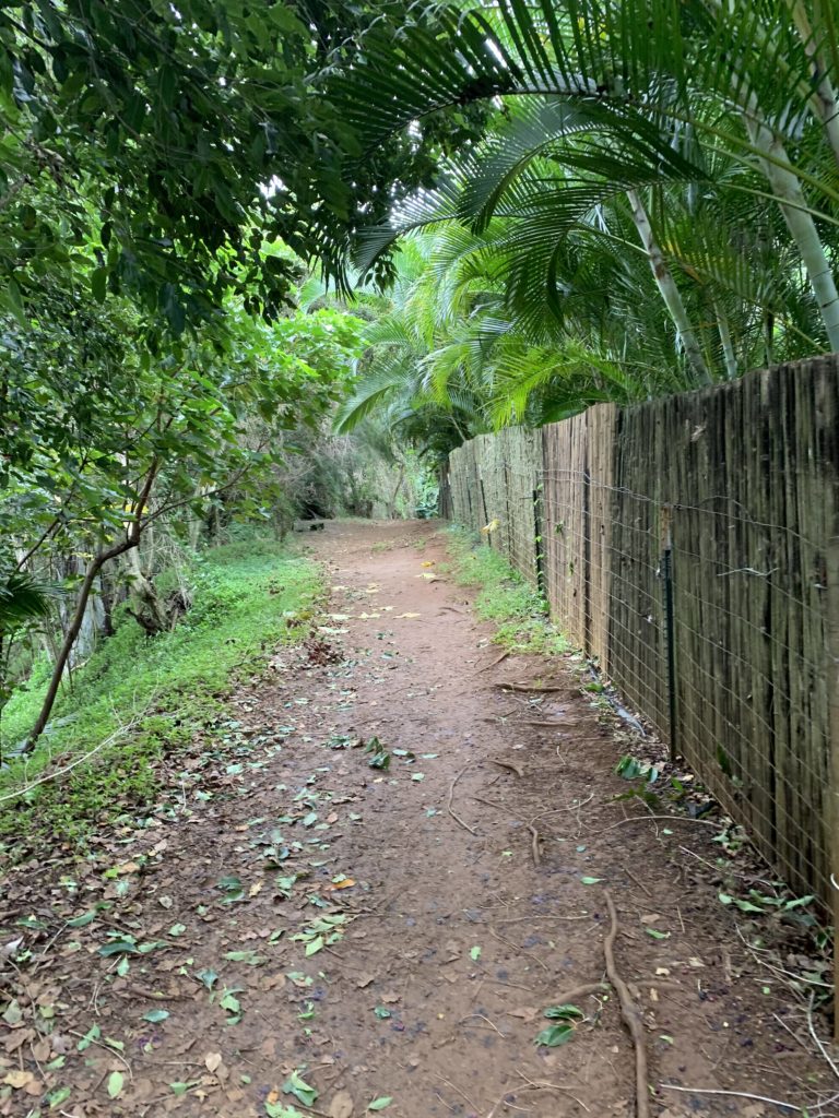 Kauapea_Beach_Trail_Reverse_View