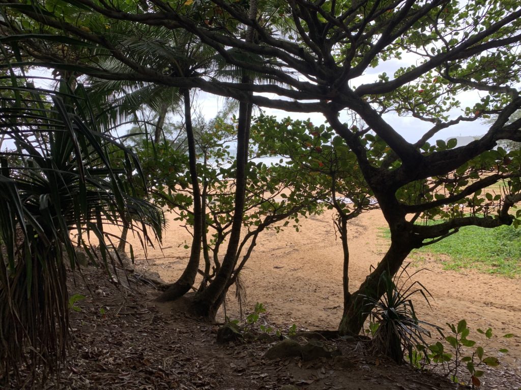 Kauapea_Beach_View_through_the_Trees