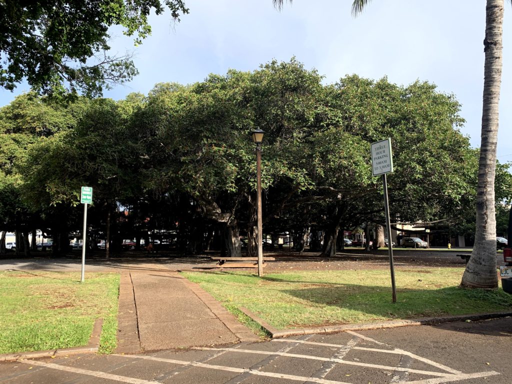 Lahaina Banyan Court