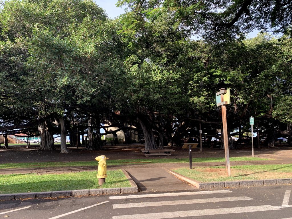 Lahaina Banyan Court Trees