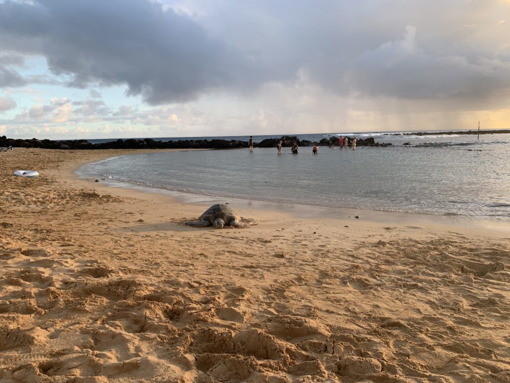 Poipu_Beach_Green_Sea_Turtle