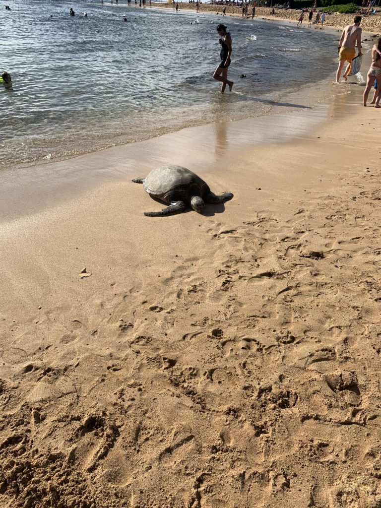 Poipu_Beach_Green_Sea_Turtle_Basking