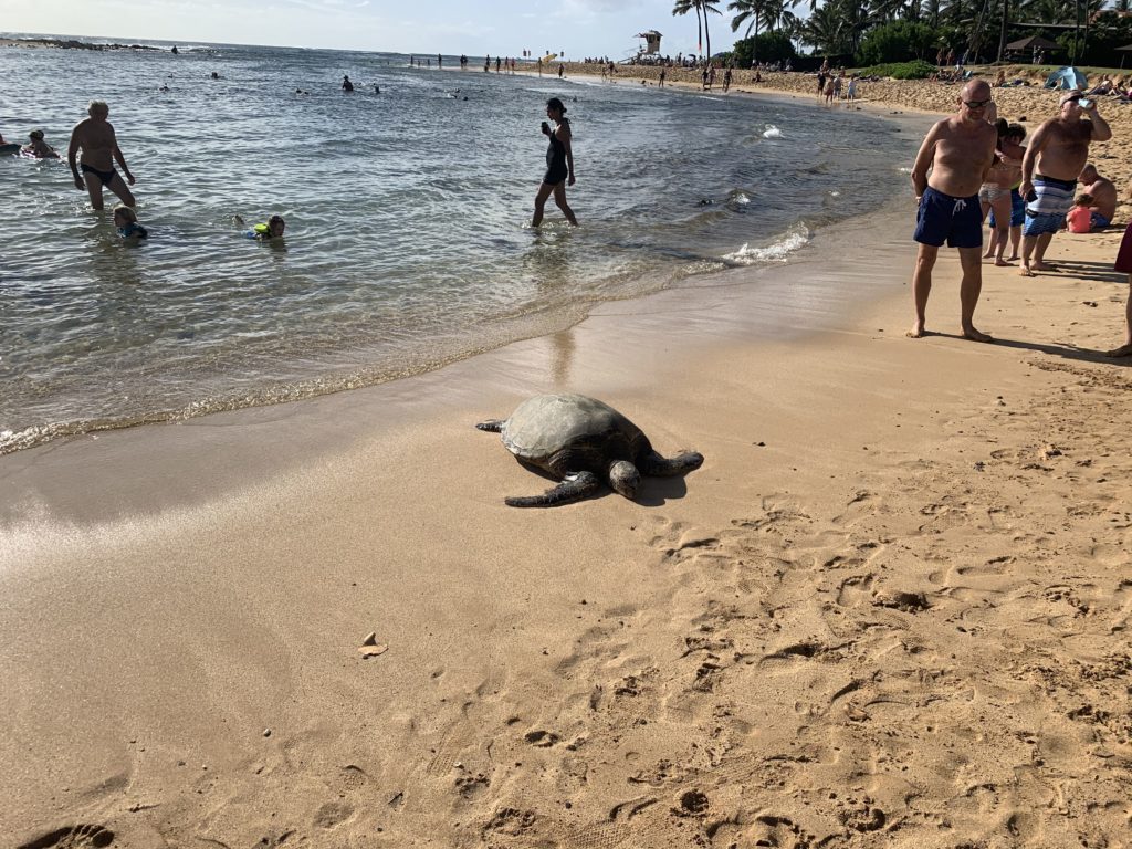 Poipu_Beach_Green_Sea_Turtle_Basking_Landscape