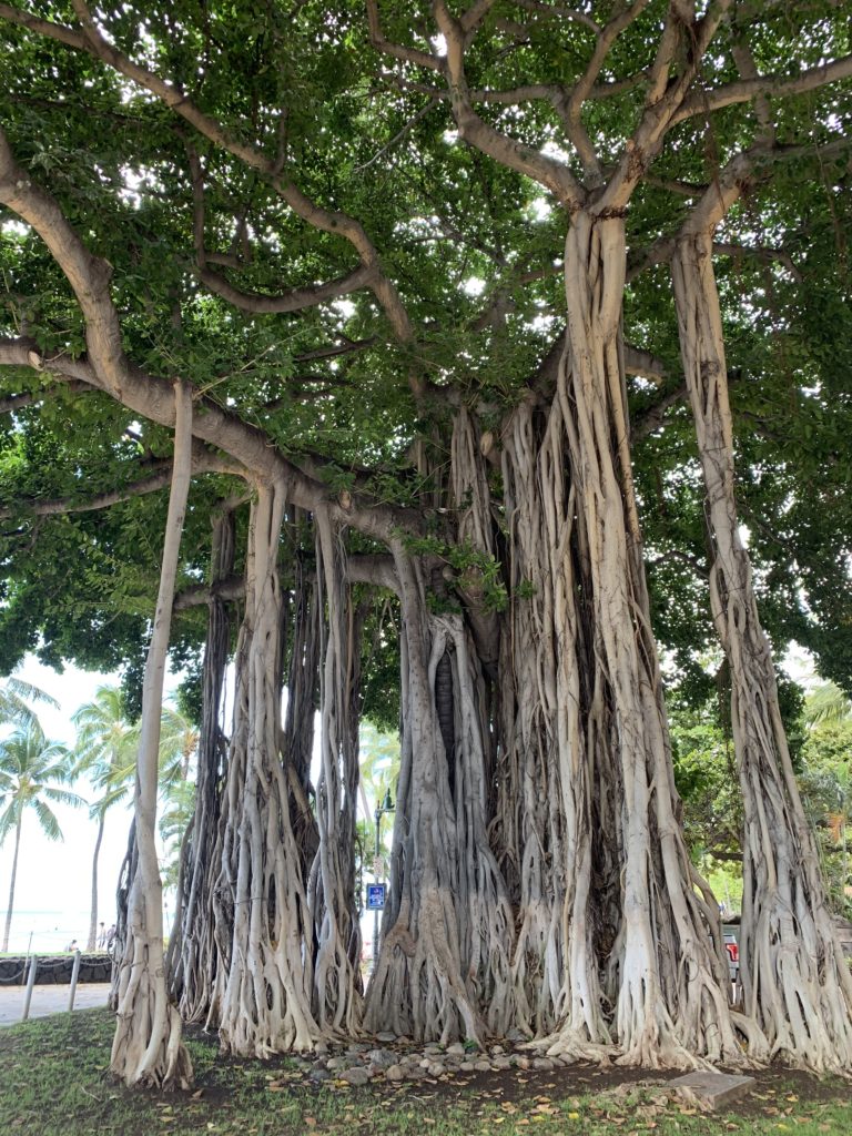 Waikiki_Beach_Banyan_Tree